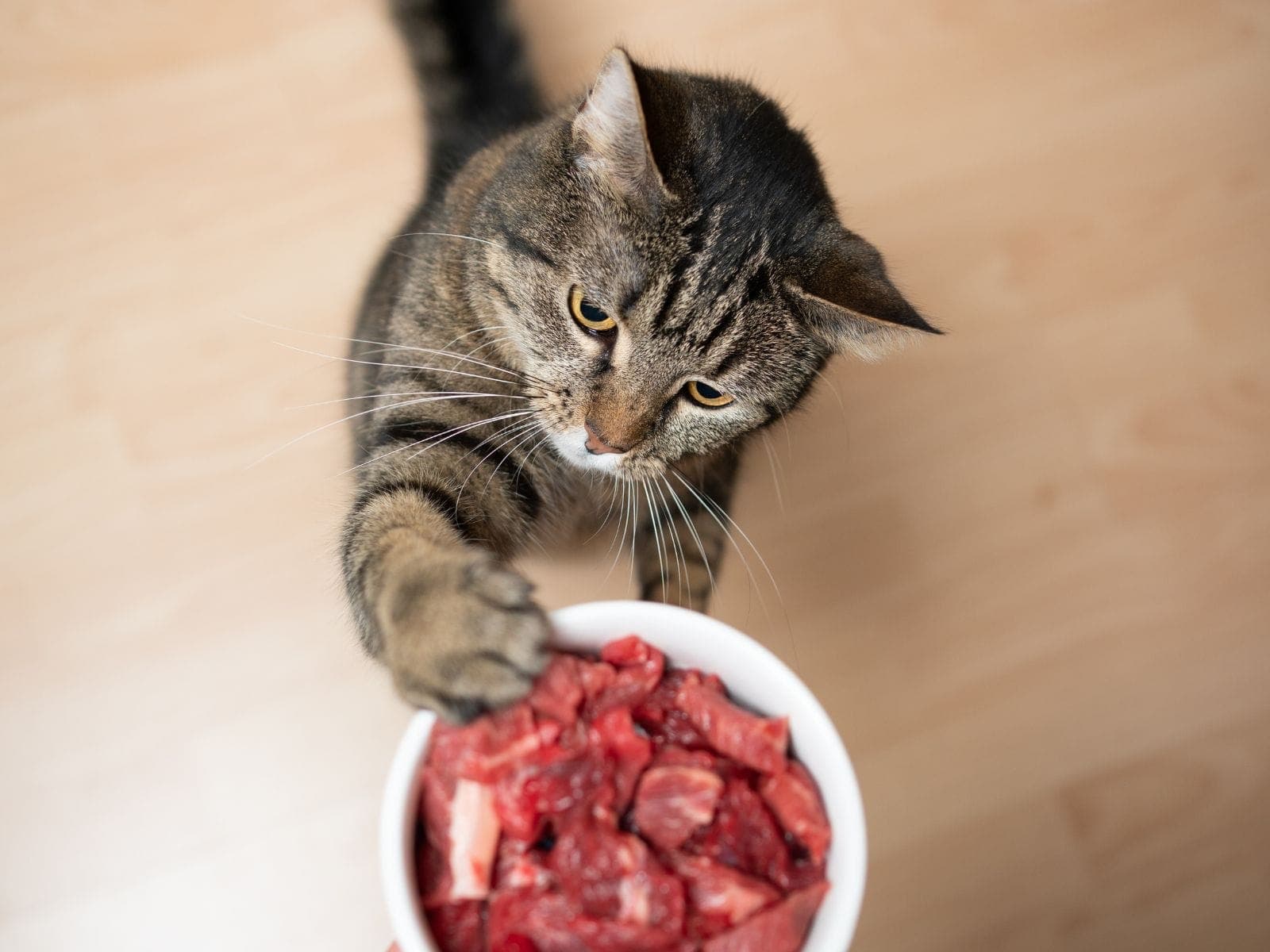Jak powinna wyglądać dobrze zbilansowana dieta dla kota?
