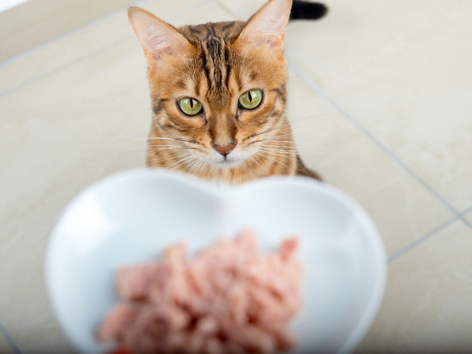 Catering dla kota czy BARF - co wybrać? Porównanie diet